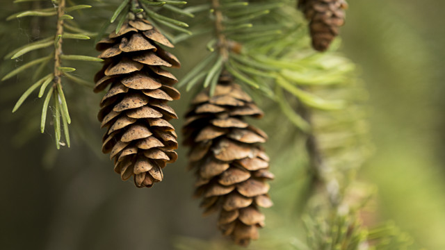 Pine cone closeup plant nature free wallpaper for desktop - medium preview image