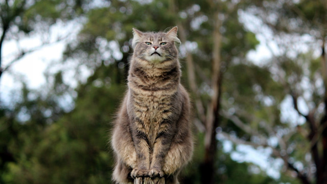 Cat regal forest bokeh statue free wallpaper for desktop - medium preview image