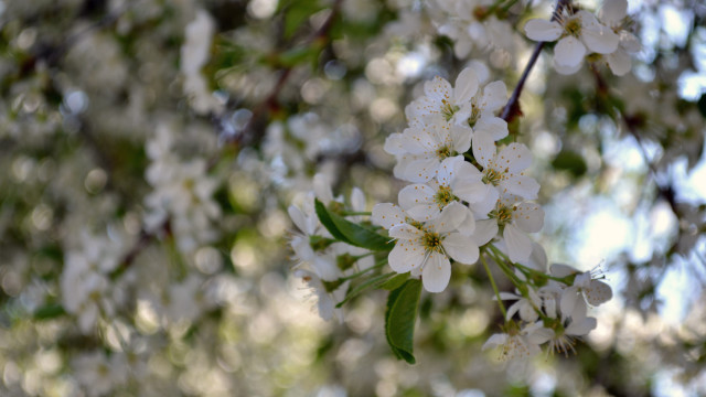 White flower tree sunny bokeh free wallpaper for desktop - medium preview image