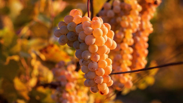 Grapes vineyard autumn sunset blurry free wallpaper for desktop - medium preview image