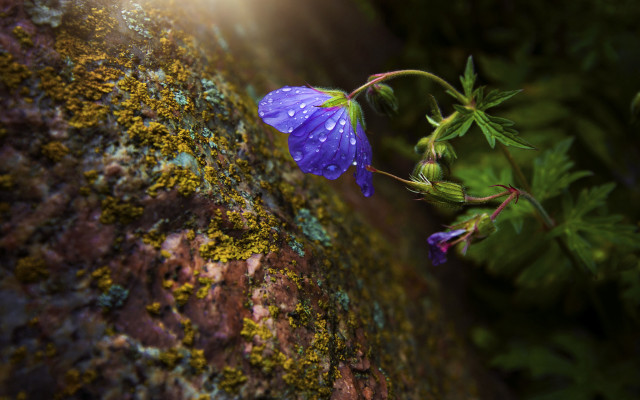 Purple flower mossy rock sunlight free wallpaper for desktop - medium preview image