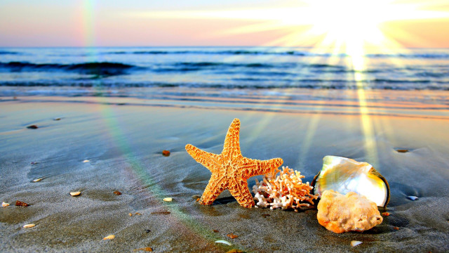 Starfish shell beach sunset ocean free wallpaper for desktop - medium preview image