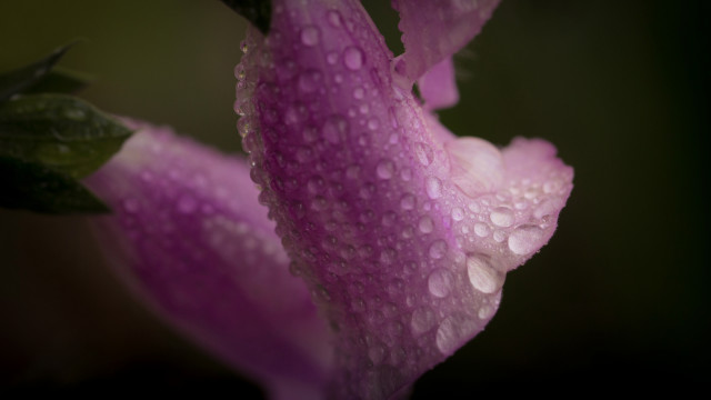 Pink flower water droplets macro #37 free wallpaper for desktop - medium preview image