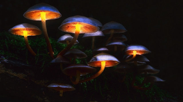 Glowing mushrooms dark forest bioluminescent free wallpaper for desktop - medium preview image