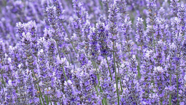 Lavender bee field day purple free wallpaper for desktop - medium preview image