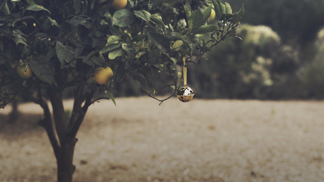 Tree fruit field background shallow free wallpaper for desktop - medium preview image