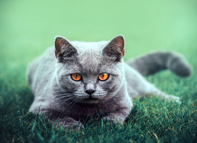 Cat grass orange eyes photorealistic free wallpaper for desktop - medium preview image