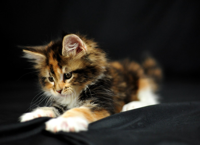 Kitten curious black surface cute free wallpaper for desktop - medium preview image