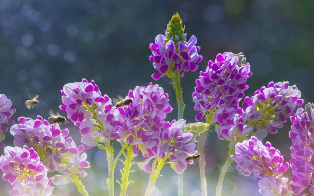 Purple flowers bee sunny macro free wallpaper for desktop - medium preview image