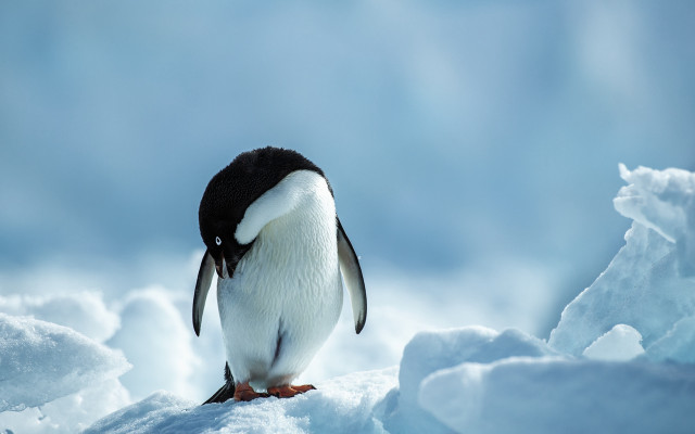 Penguin snow icebergs mountains ocean free wallpaper for desktop - medium preview image