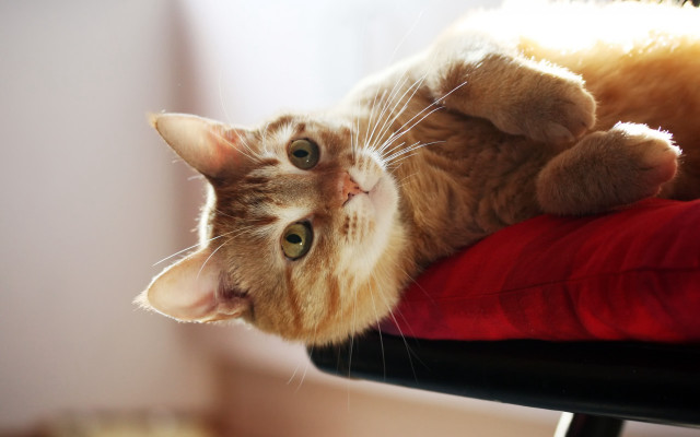 Cat laying chair paw looking free wallpaper for desktop - medium preview image