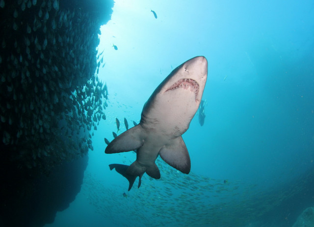 Large shark ocean fish bubble #2 free wallpaper for desktop - medium preview image