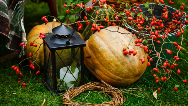Lantern pumpkin grass berries basket free wallpaper for desktop - medium preview image