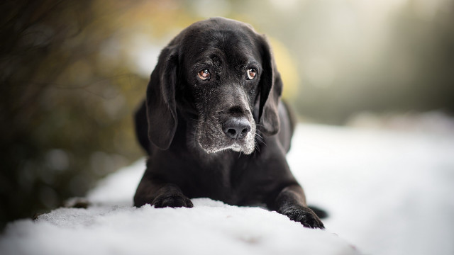 Black dog snow sad eye free wallpaper for desktop - medium preview image