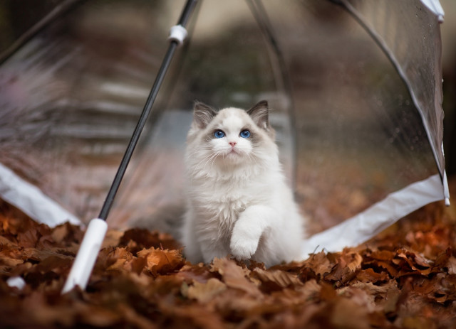 White cat under umbrella autumn free wallpaper for desktop - medium preview image