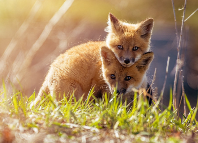 Two foxes grass naturalism animal free wallpaper for desktop - medium preview image