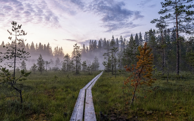 Wooden path foggy field nature free wallpaper for desktop - medium preview image