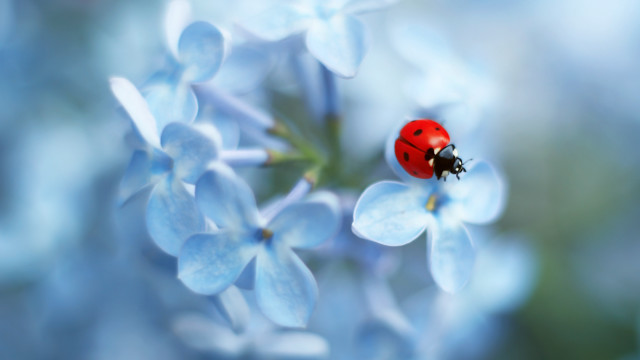 Ladybug blueflower waterdroplets leaves macrophotography free wallpaper for desktop - medium preview image