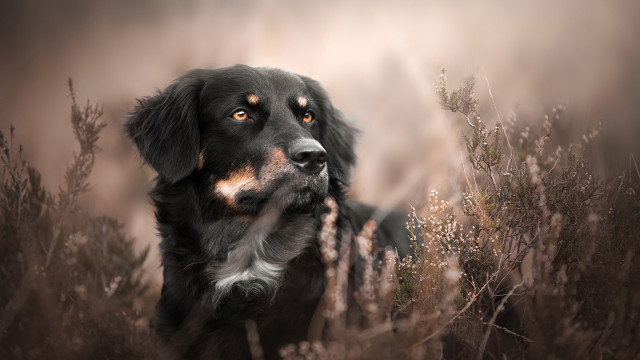 Dog field tallgrass blurry portrait free wallpaper for desktop - medium preview image