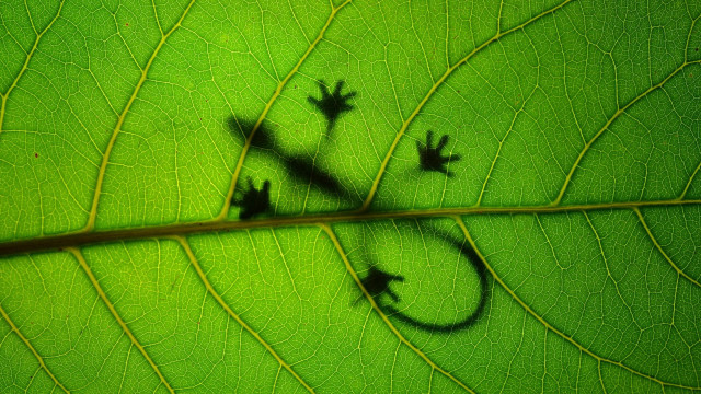 Lizard greenleaf shadow macro nature free wallpaper for desktop - medium preview image