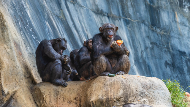Three chimpankins rock eating water free wallpaper for desktop - medium preview image
