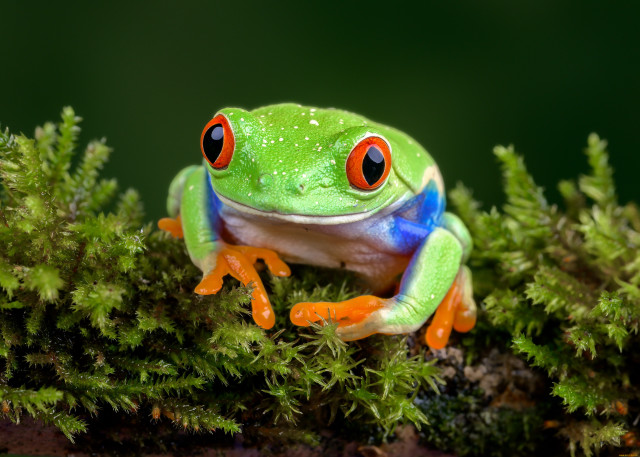 Frog red eyes mossy branch free wallpaper for desktop - medium preview image