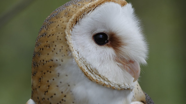 Bird blue eyes nature focus free wallpaper for desktop - medium preview image