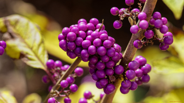 Purple berries branch bokeh macro free wallpaper for desktop - medium preview image