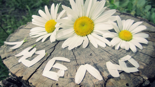 Tree stump flowers begin ecological free wallpaper for desktop - medium preview image