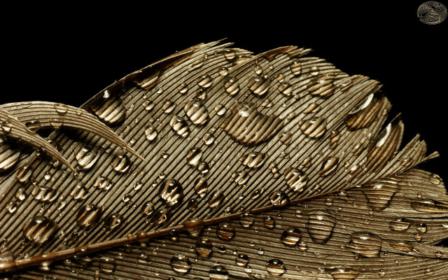 Gold brown water drops black free wallpaper for desktop - medium preview image