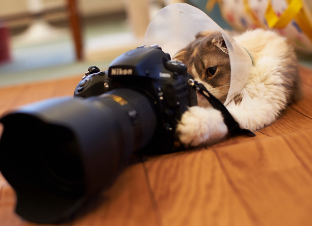 Cat camera plastic bag blurry free wallpaper for desktop - medium preview image