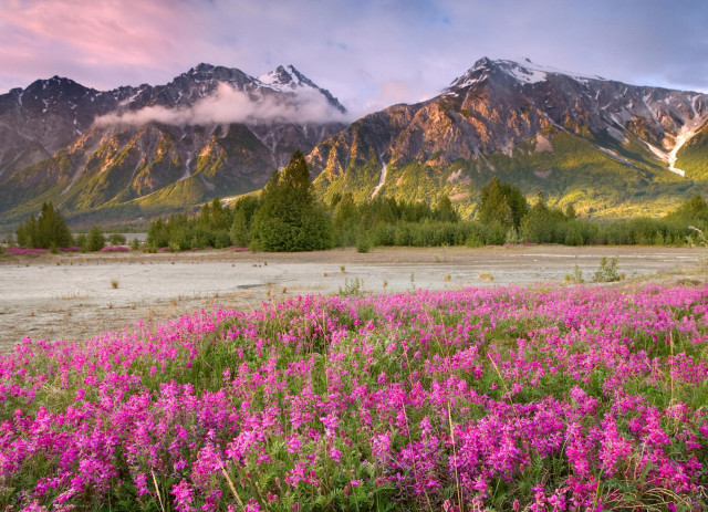 Flower field mountains sunset pink free wallpaper for desktop - medium preview image