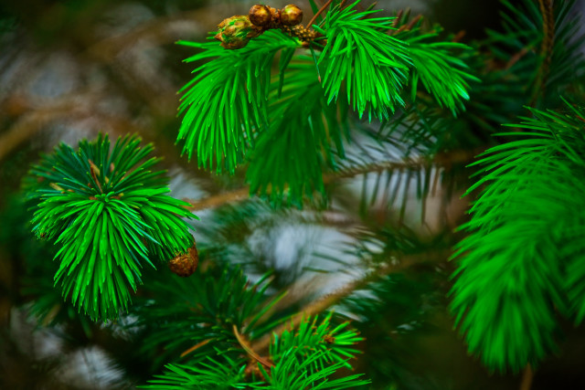 Pine cones branch nature green free wallpaper for desktop - medium preview image