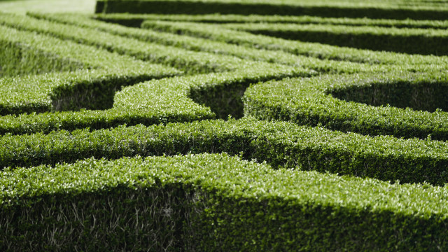 Green hedge maze bird arts free wallpaper for desktop - medium preview image