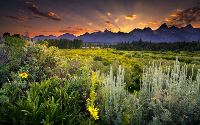 Sunset mountain valley wildflowers grasses free wallpaper for desktop - medium preview image