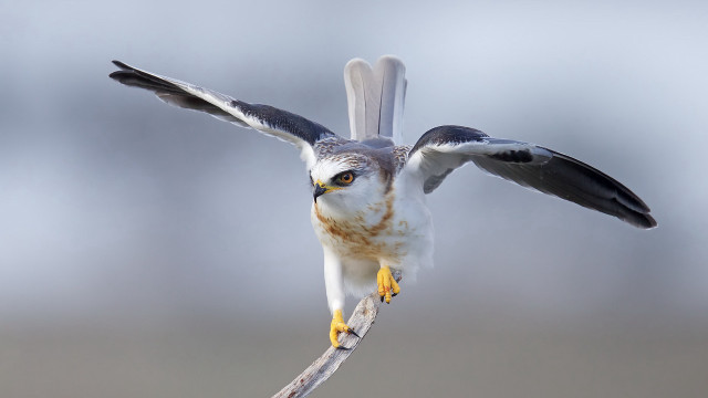 Bird wingspread jigsaw wildlife photography free wallpaper for desktop - medium preview image