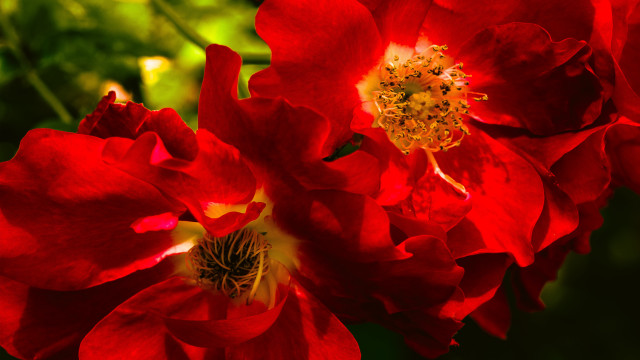 Red roses spider lily macro free wallpaper for desktop - medium preview image