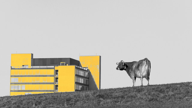 Cow hill building yellow fasching free wallpaper for desktop - medium preview image