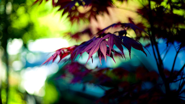 Purple plant red leaves blurry free wallpaper for desktop - medium preview image