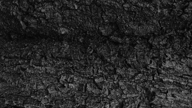 Black white tree bark texture free wallpaper for desktop - medium preview image