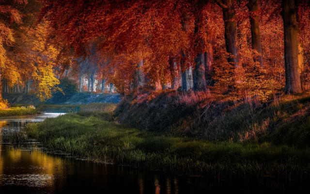 River trees red leaves matte free wallpaper for desktop - medium preview image