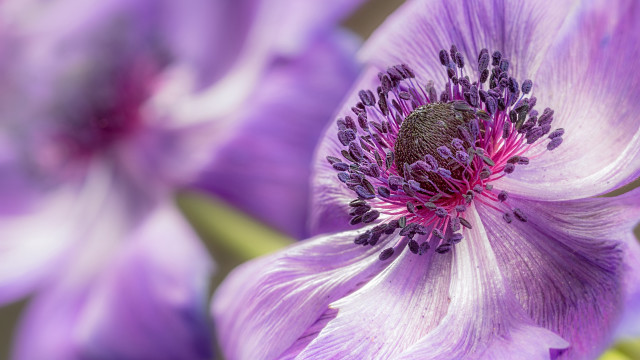 Purple flower macro blurry depth free wallpaper for desktop - medium preview image