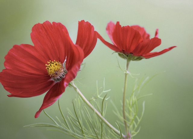 Red flower bee macro green free wallpaper for desktop - medium preview image