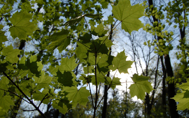 Tree leaves sky clouds fence free wallpaper for desktop - medium preview image