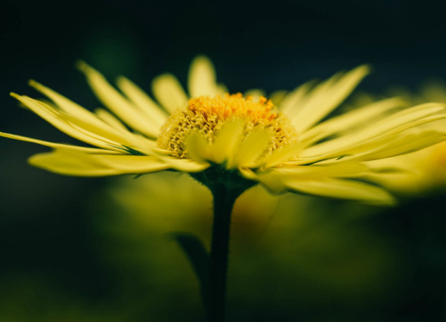 Yellow flower green background macro #6 free wallpaper for desktop - medium preview image