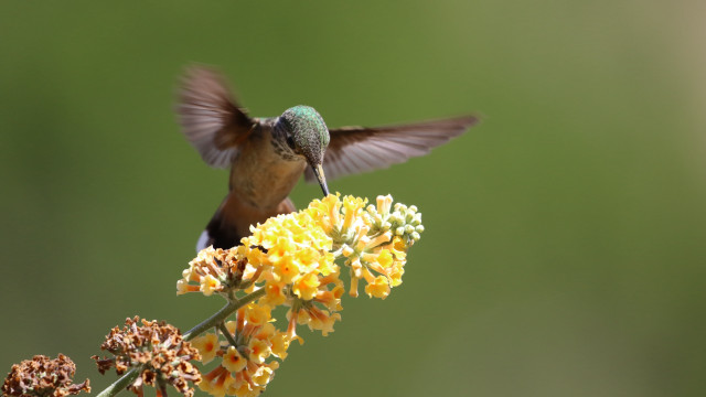 Hummingbird yellow flower wings holography free wallpaper for desktop - medium preview image