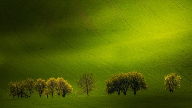 Green field trees birds sky free wallpaper for desktop - medium preview image