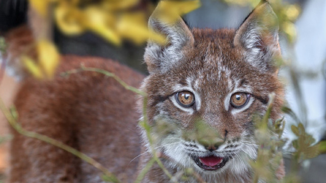 Small animal closeup leaves blurry free wallpaper for desktop - medium preview image