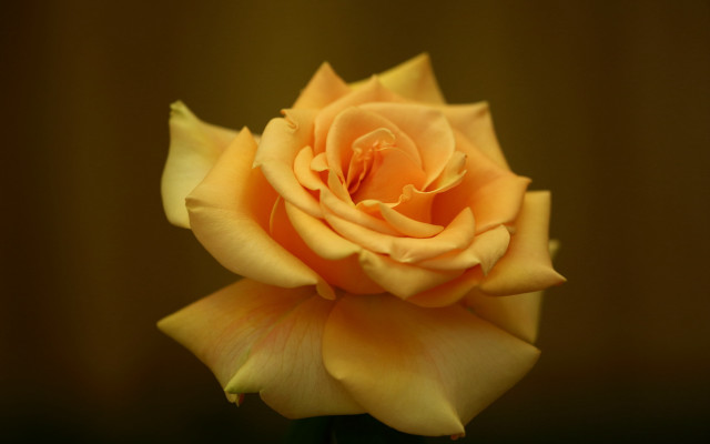 Yellow rose brown background white free wallpaper for desktop - medium preview image