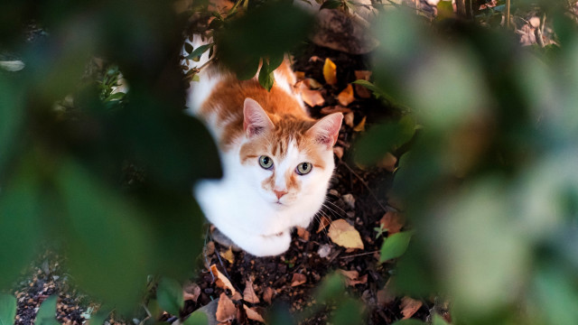Cat leaves tree eye view #2 free wallpaper for desktop - medium preview image